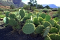 Toroweap Prickly Pear.jpg